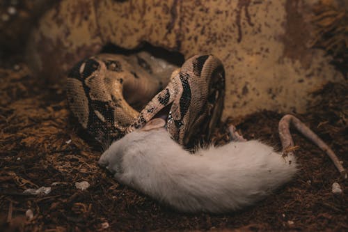 Foto profissional grátis de animais de estimação, boa, mundo da natureza