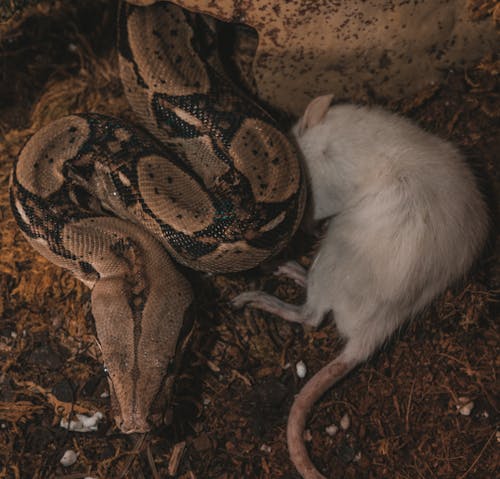 Foto profissional grátis de animais de estimação, boa, mundo da natureza