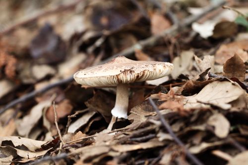 Free stock photo of forest, forest meat, mashroom Stock Photo