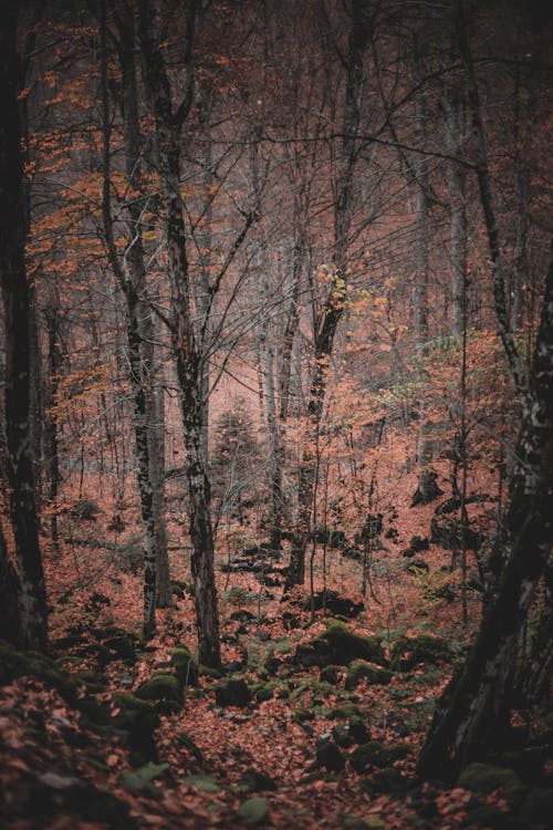 бесплатная Бесплатное стоковое фото с вертикальный выстрел, деревья, мшистые камни Стоковое фото