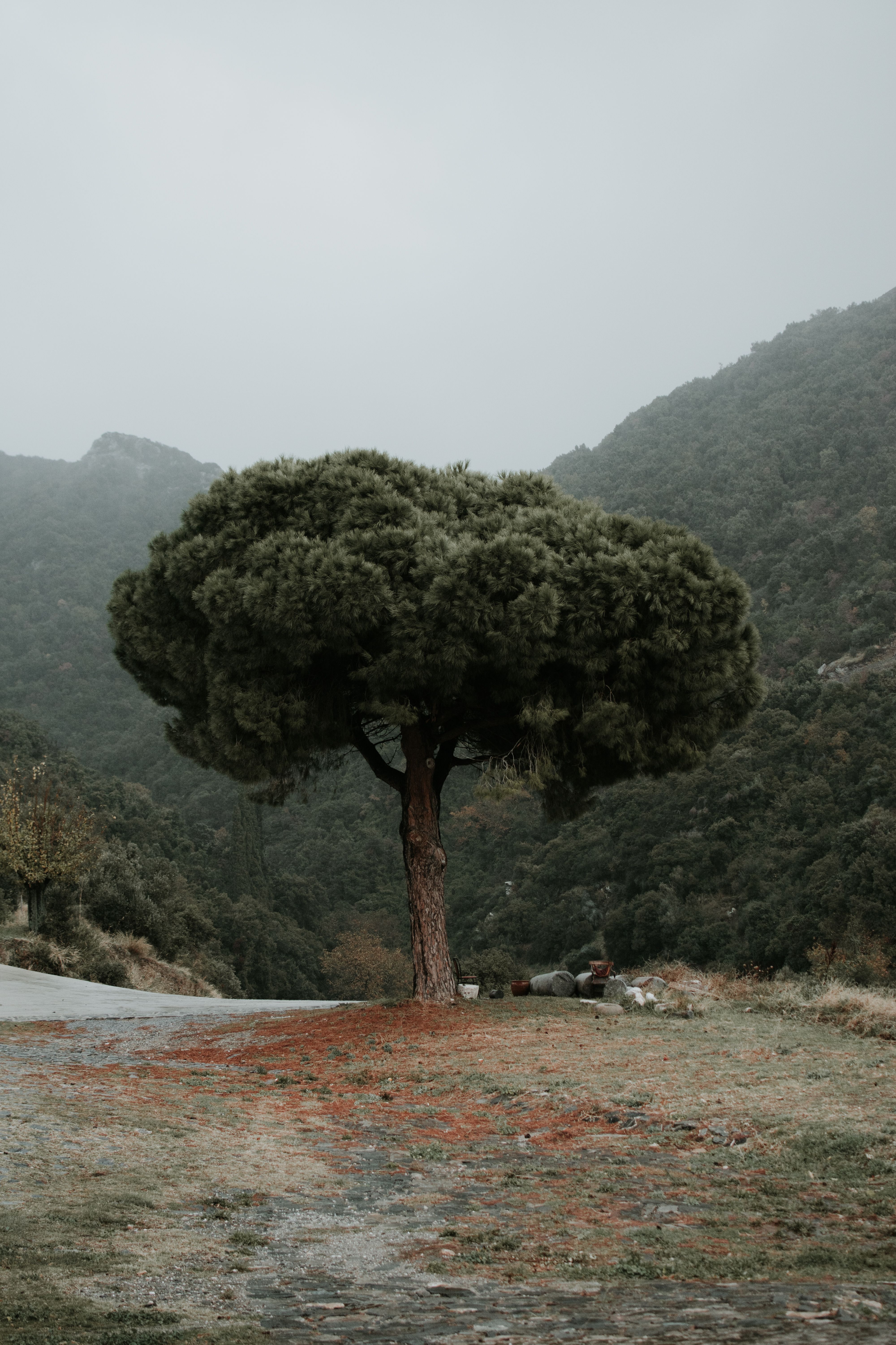 A single tree stands amidst misty mountains, creating a serene and lonely scene.