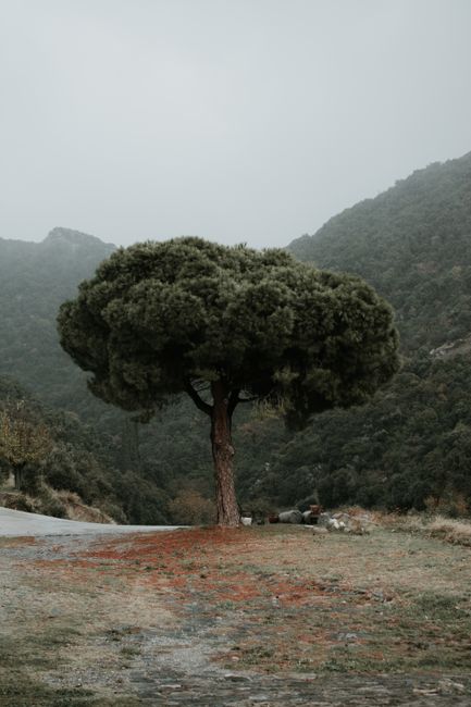 A single tree stands amidst misty mountains, creating a serene and lonely scene.