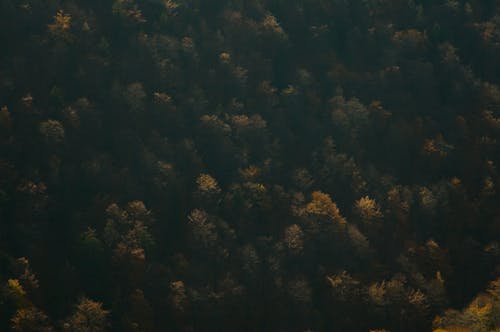 Fotografi Udara Hutan