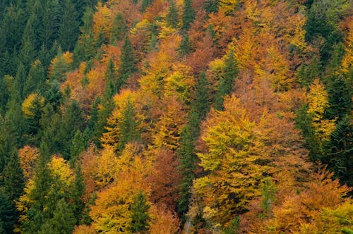 Aerial Photography of Forest