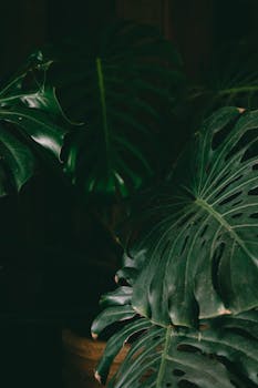 Moody close-up of dark green Monstera leaves showcasing intricate details in low light.