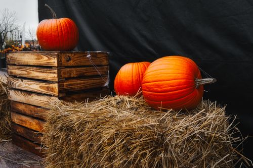 Free Autumn scene with bright pumpkins on hay bales, perfect for fall or Halloween themes. Stock Photo