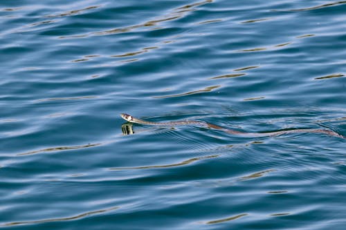 Foto d'estoc gratuïta de aigua, animal, animal salvatge