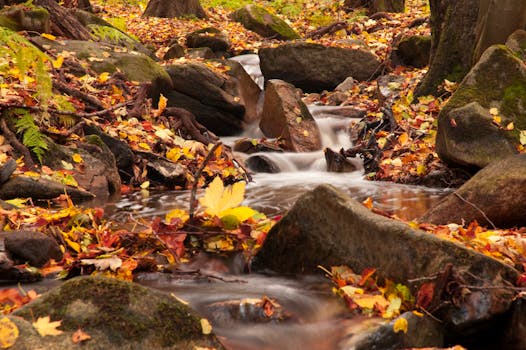 宁静的秋溪被五彩的树叶和长满青苔的岩石环绕，展现着大自然的宁静