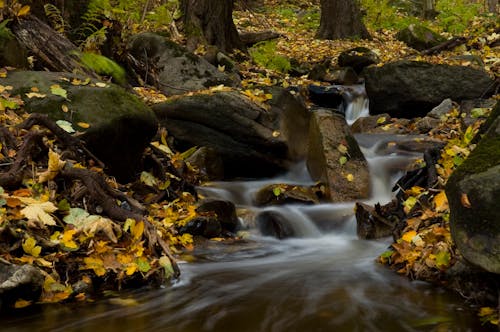 Foglie Marroni E Verdi Accanto Al Fiume