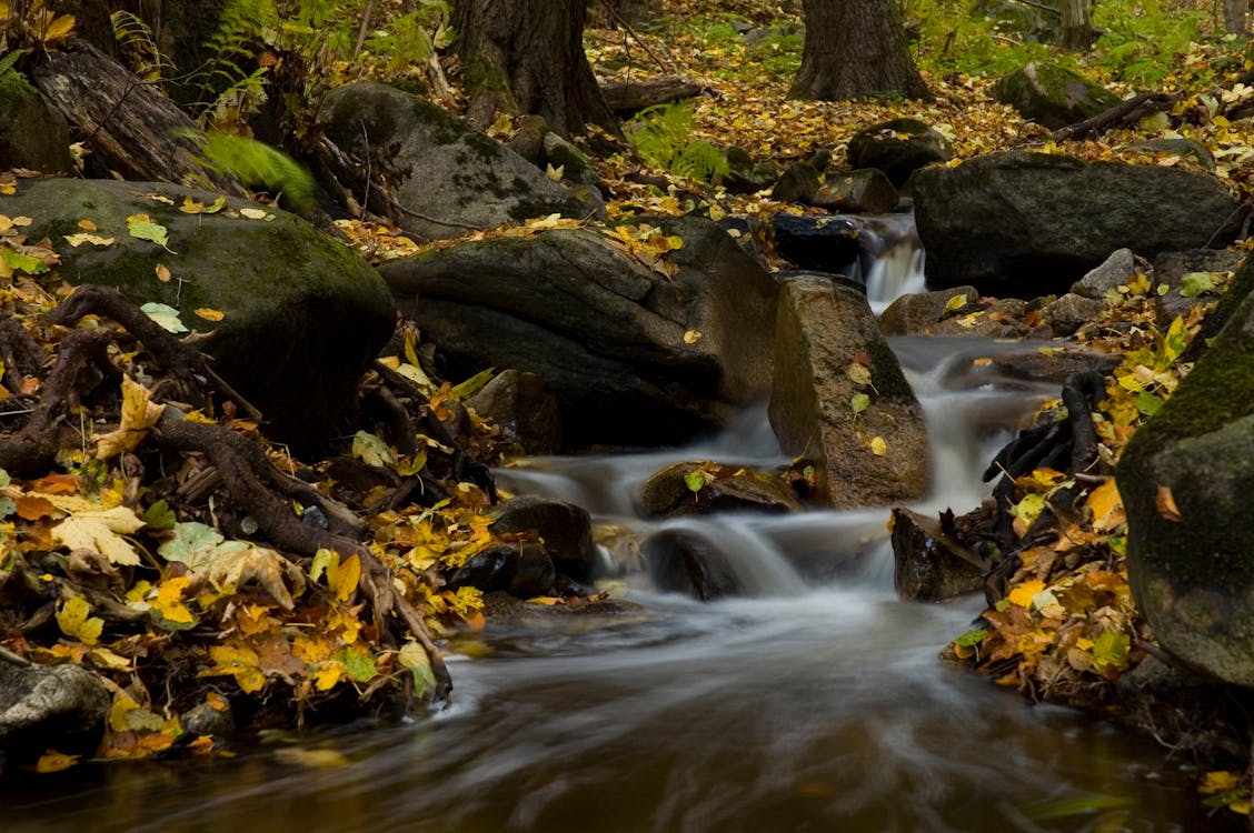 бесплатная Коричневые и зеленые листья у реки Стоковое фото