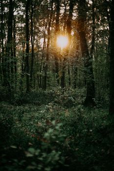 Dappled sunlight filtering through a lush green forest, creating a peaceful and natural ambiance.