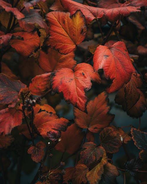 Red leaves