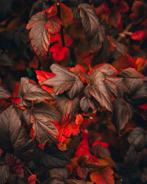 Red leaves