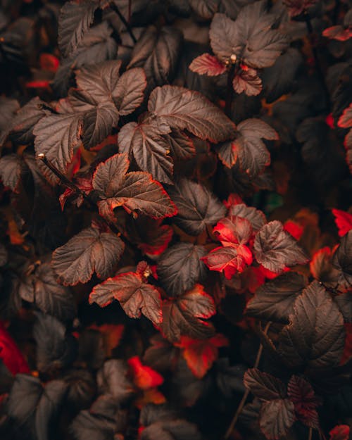 Close-Up Shot of Red and Brown Leaves 