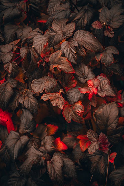 Photo of Plant with Red Leaves 