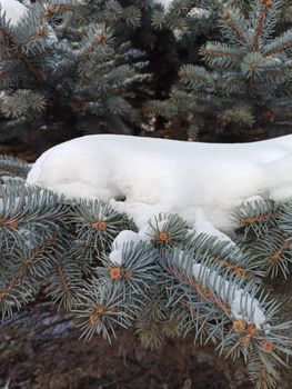 Close-up of snow-covered spruce branches, showcasing a serene winter forest scene.