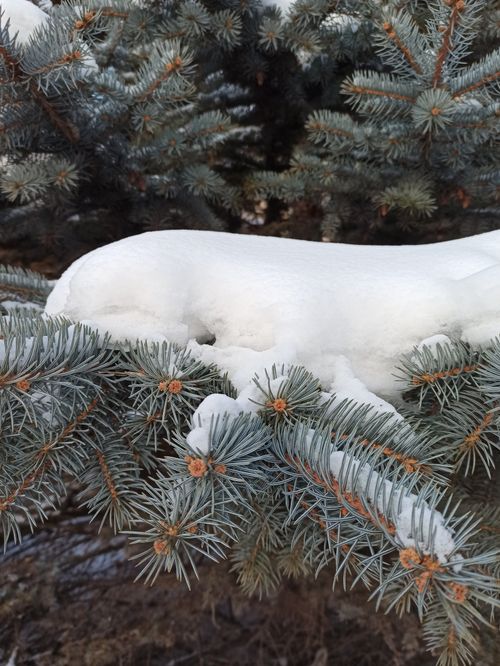 Free Close-up of snow-covered spruce branches, showcasing a serene winter forest scene. Stock Photo
