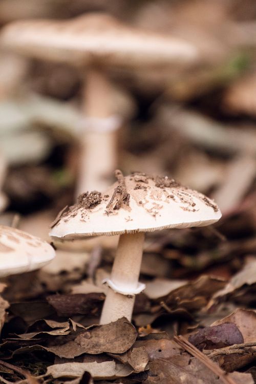 Free stock photo of forest, forest meat, marco Stock Photo