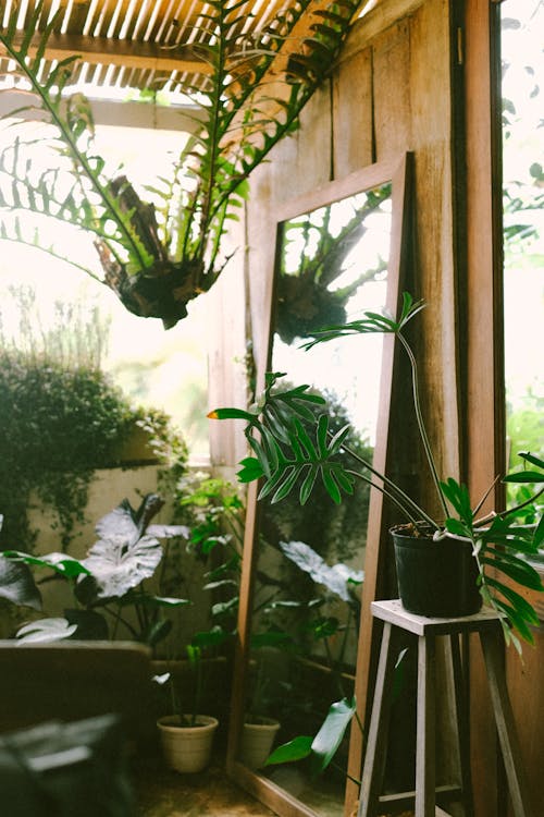 Green Plants in an Indoor Garden