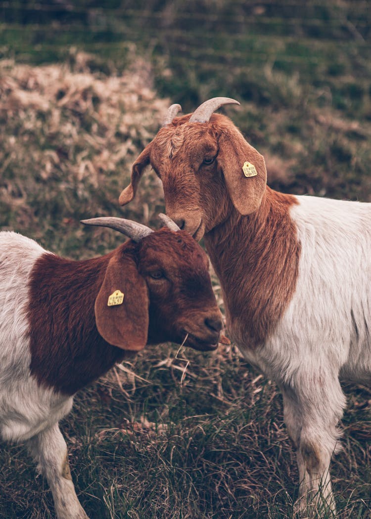 Goats On A Pasture