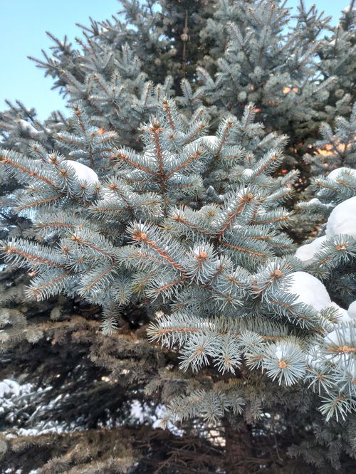 Free Close-up of a snow-covered blue spruce tree showcasing winter beauty in Karaganda, Kazakhstan. Stock Photo