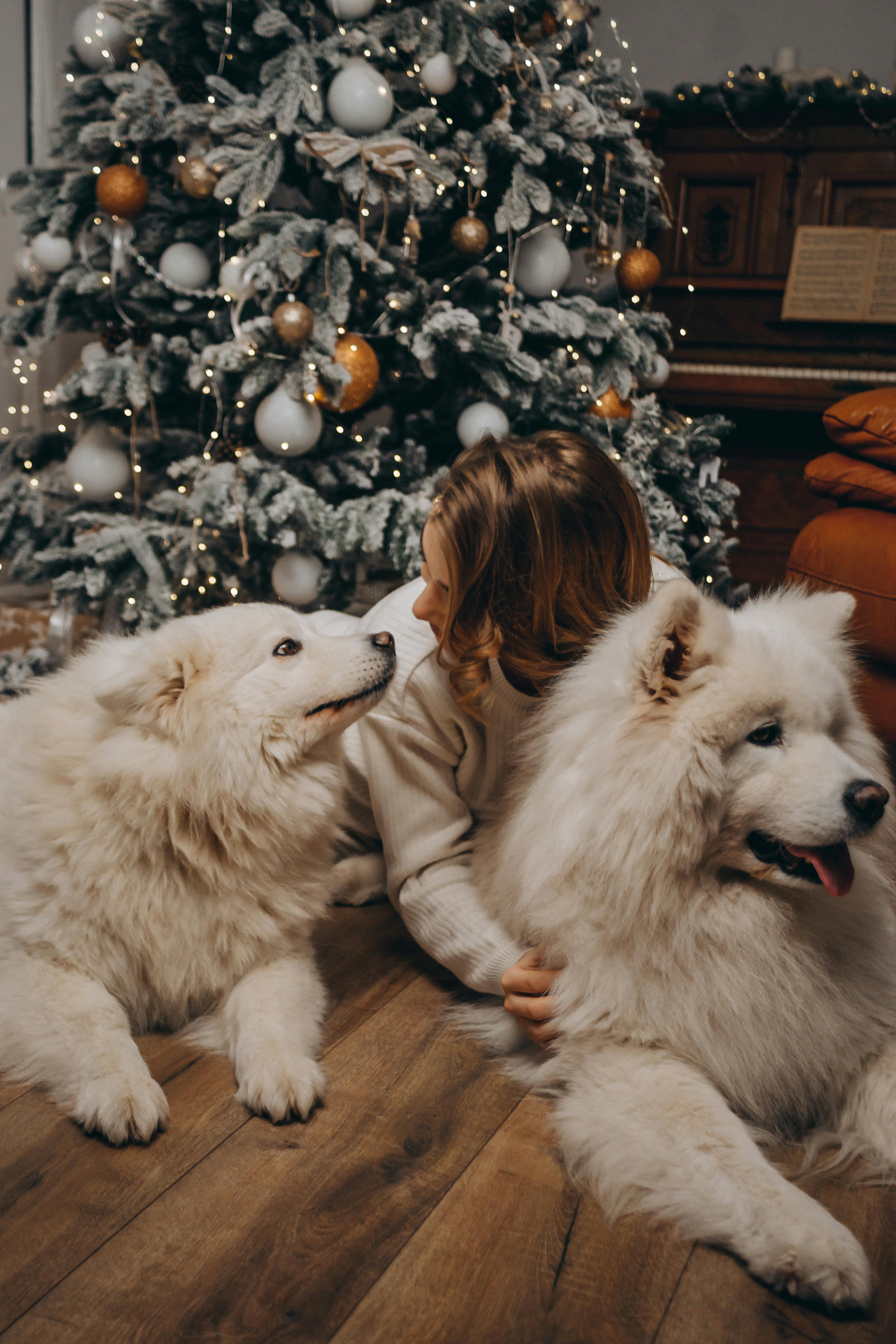 woman playing with dogs near christmas tree