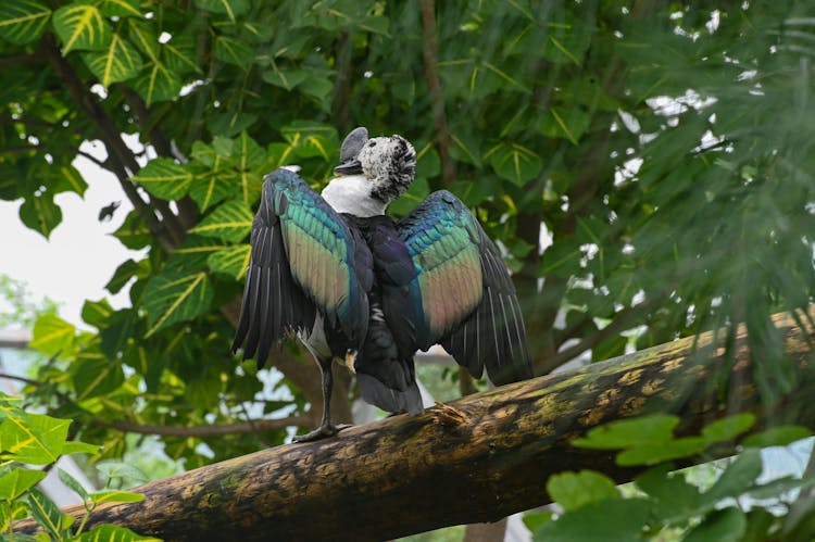 Knob-billed Duck On The Tree Log