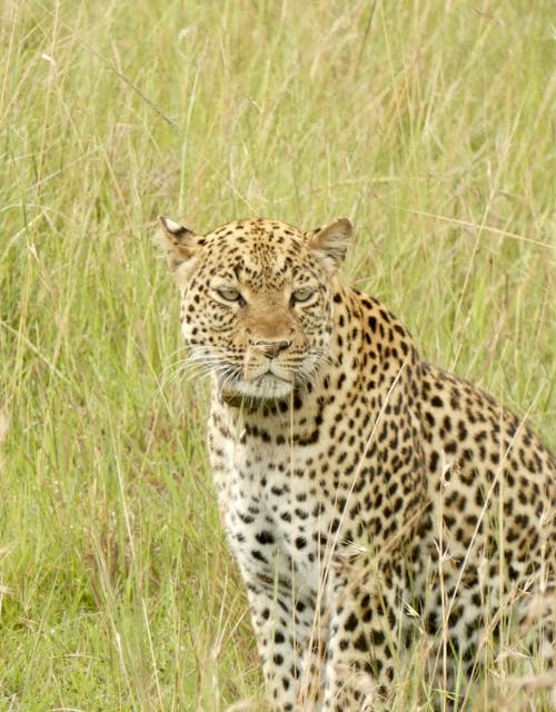 Fotobanka s bezplatnými fotkami na tému cicavec, divé zviera, leopard