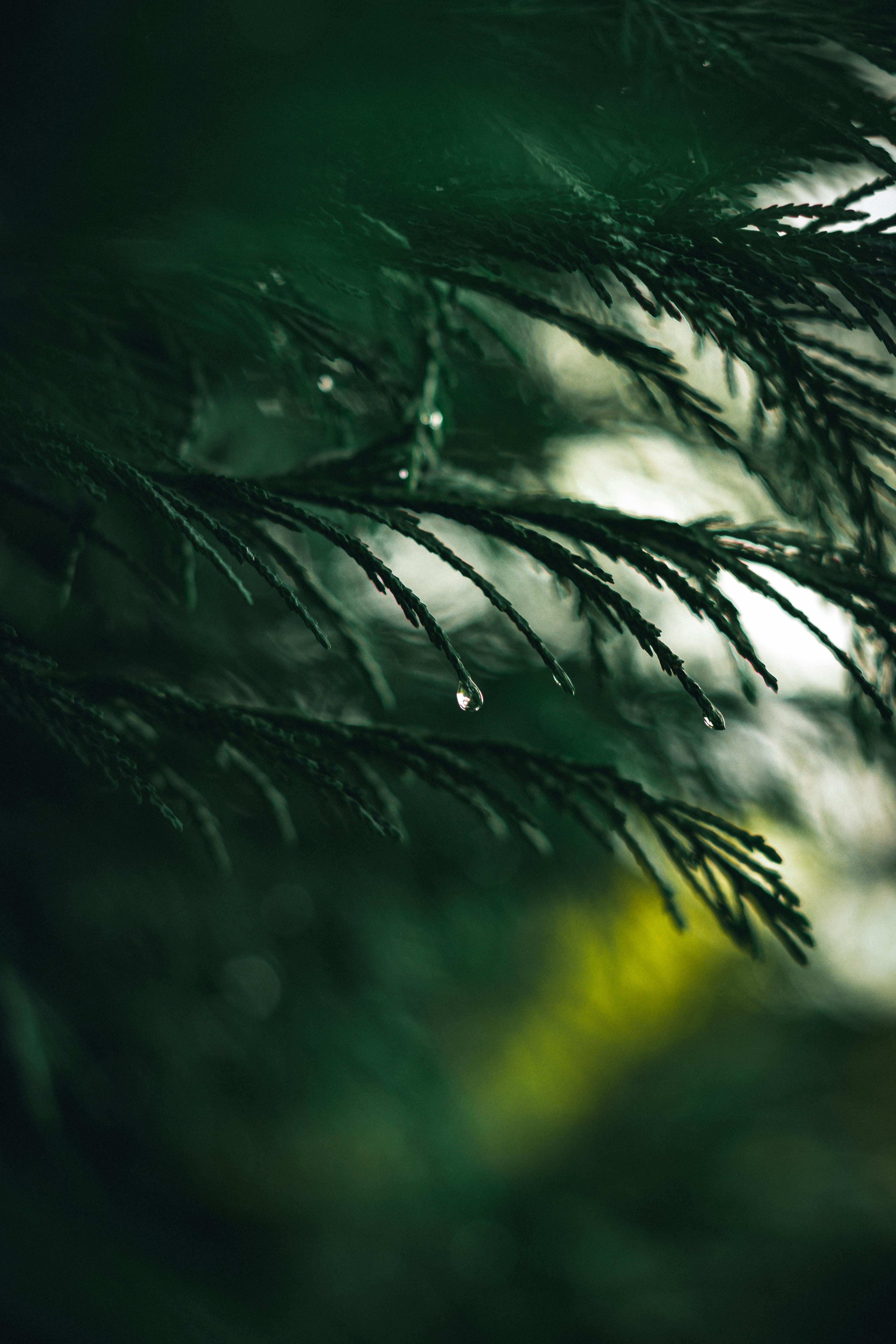 What naturally kills DHT?