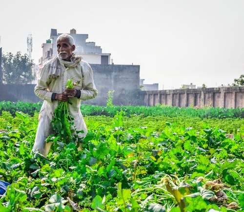 Elderly Man on a Plantation 