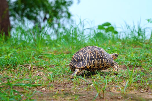 Indian Star Tortoise walking on lush green grass, showcasing its distinctive patterned shell.