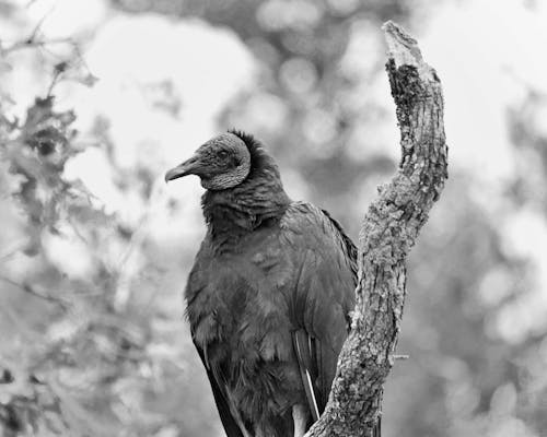 A Grayscale of a Vulture