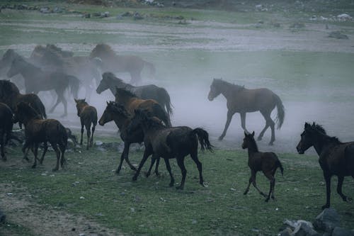 Herd of Horses Galloping on a Field