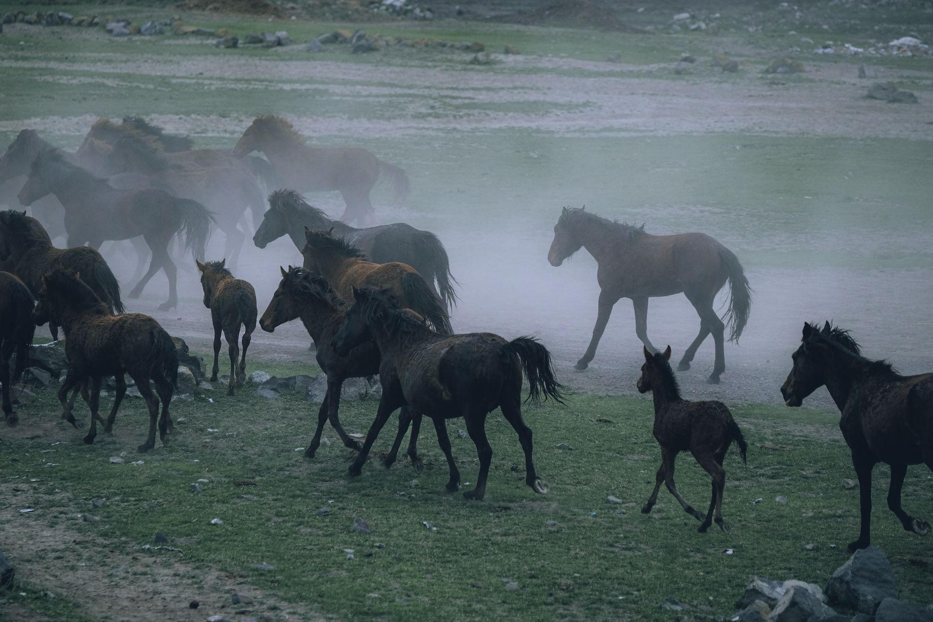 A herd of wild horses gallops through a misty field, creating a dramatic scene.