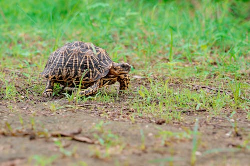 Turtle on a Ground 