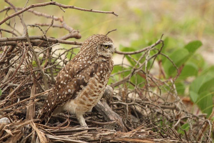 Close Up Photo Of An Owl