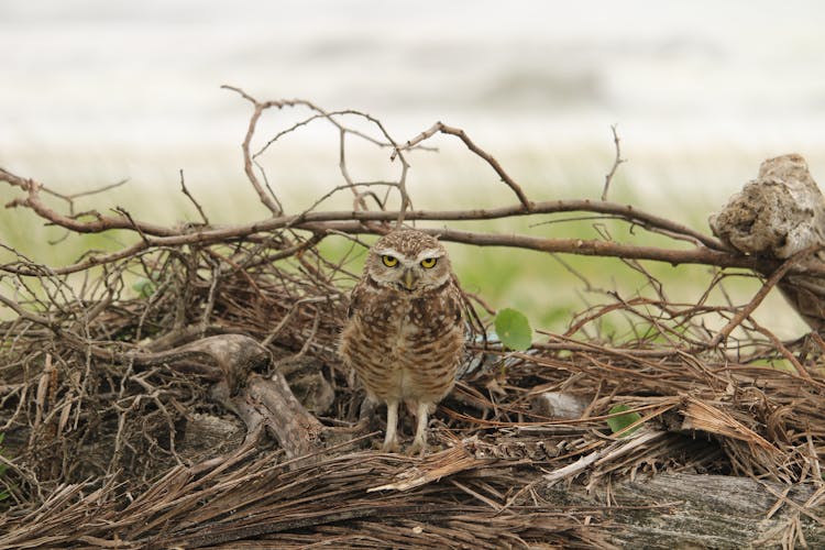 Photo Of An Owl