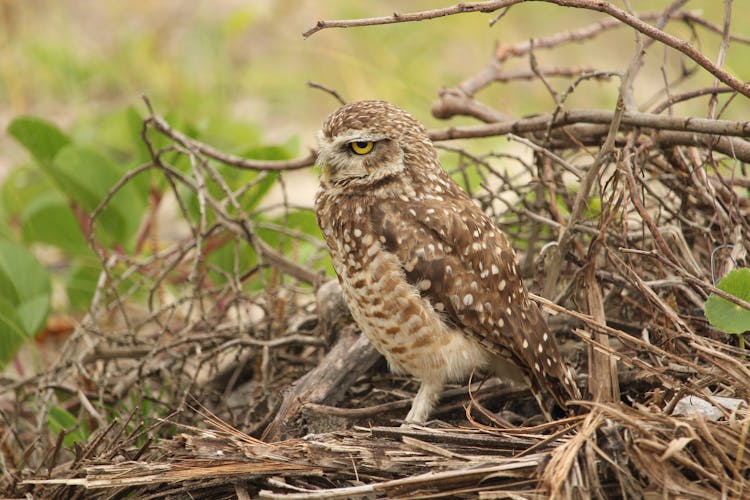 Burrowing Owl On Tree Branches 