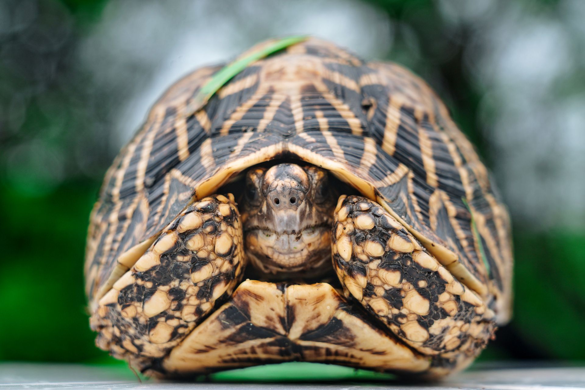 Detailed close-up shot of an Indian Star Tortoise protecting itself inside its shell.