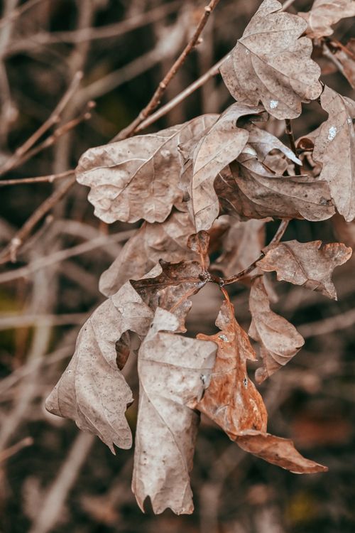 Free Detailed shot of dry autumn leaves with a soft focus background, creating a natural texture. Stock Photo