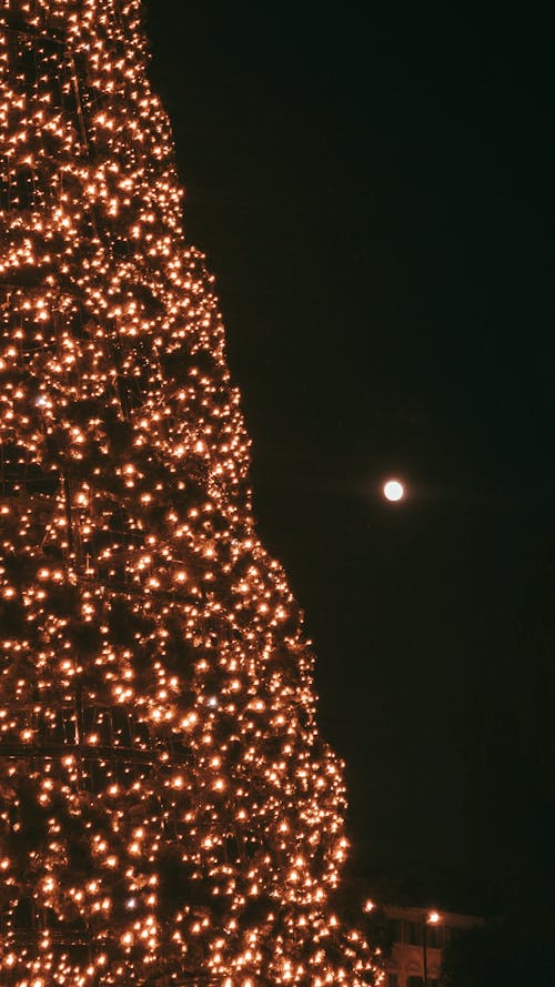 Photos gratuites de arbre de noël, célébration, illuminations de noël