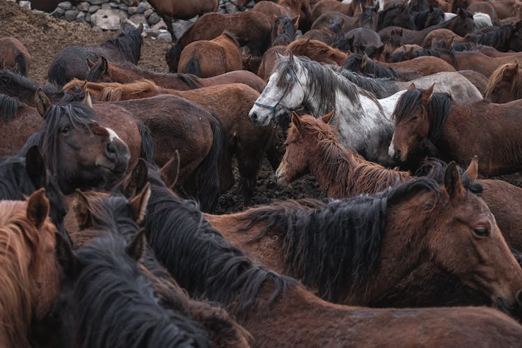 Horses On The Farm