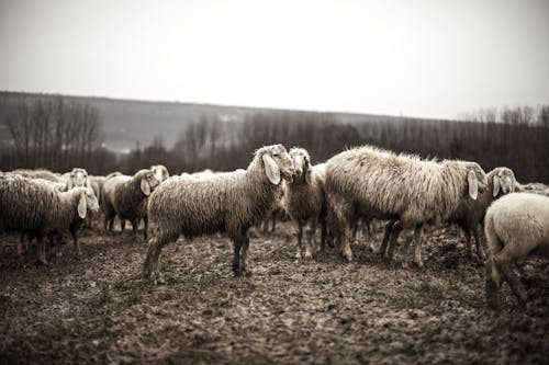 Herd of Sheep