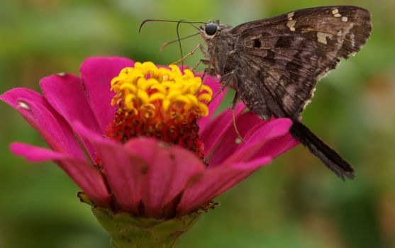 Macro photo of a brown skipper butterfly perched on a vibrant pink zinnia flower.