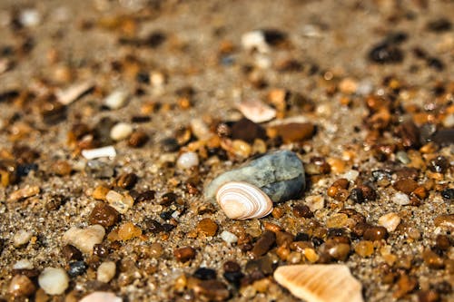 Stones and Shells
