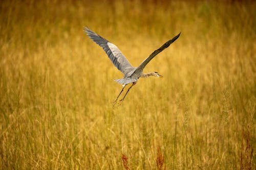 A Great Blue Heron Flying