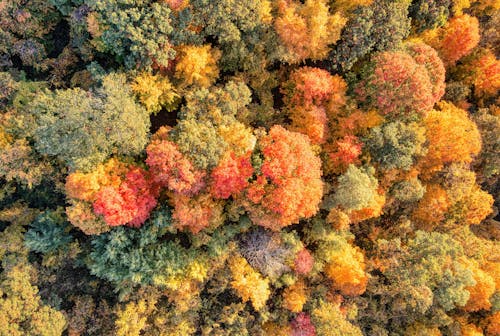Top View of Autumn Trees