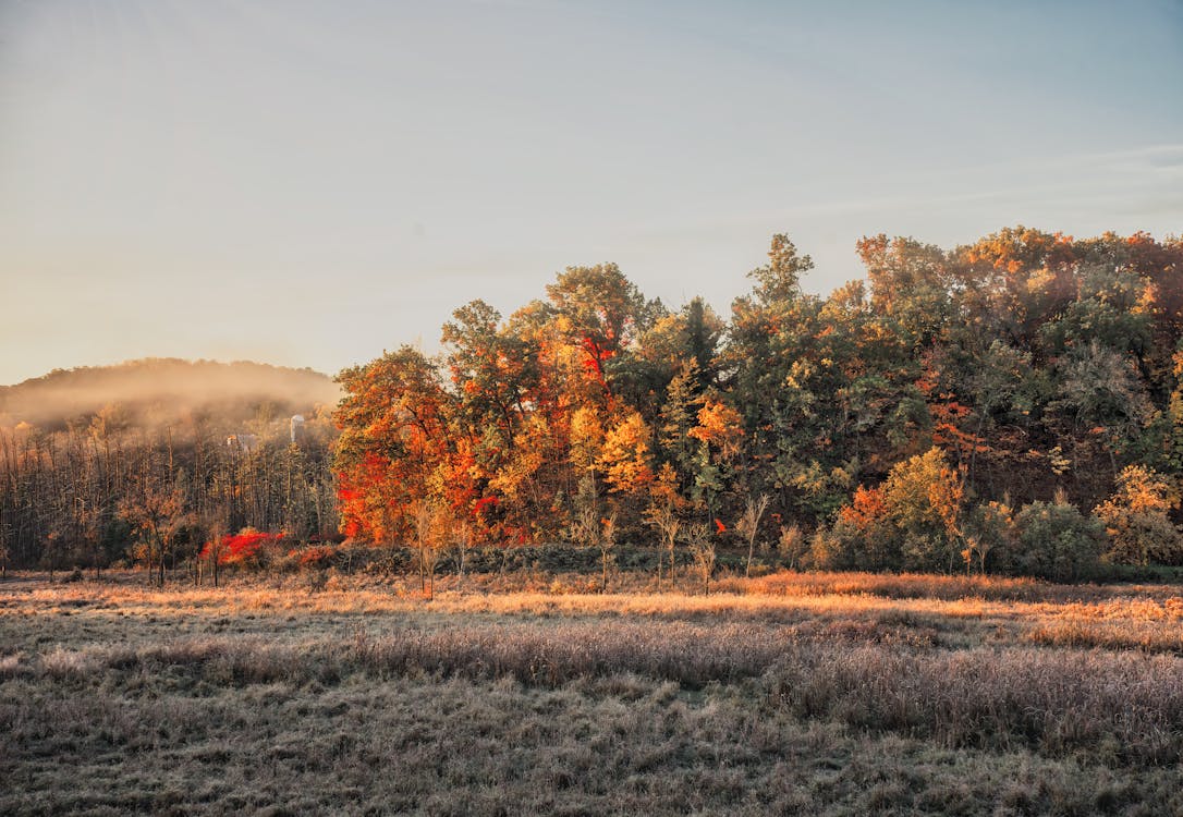 Free Grass Field Near Trees During Autumn Stock Photo