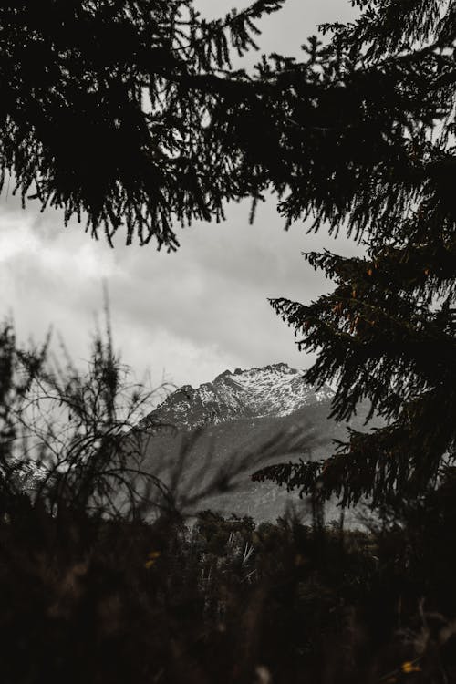 Základová fotografie zdarma na téma černobílý, jehličky, jehličnan