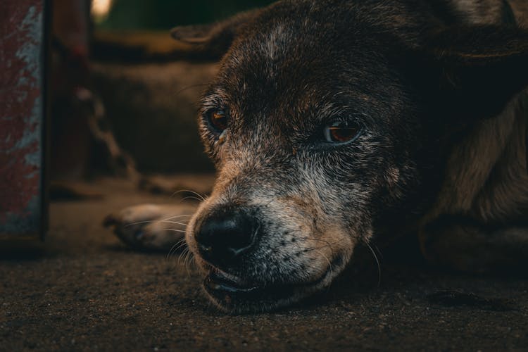 A Dog Lying On The Ground 